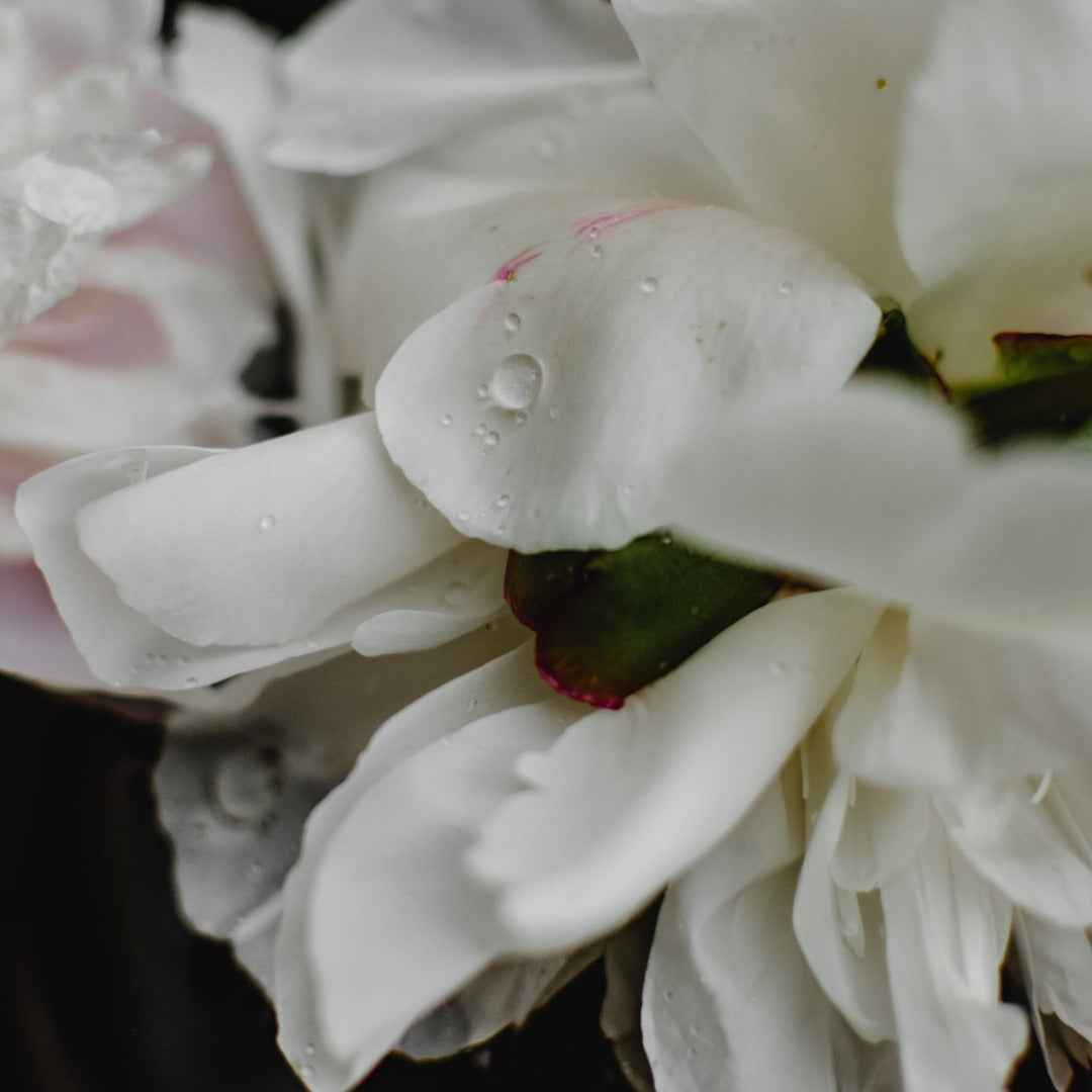 Daydreamer - Eau De Parfum, 2ml Sample